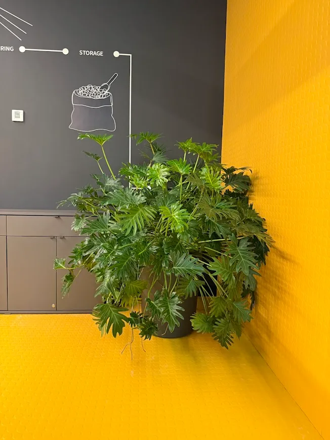 Поддръжка на интериорна растителност в офиси в Бизнес сграда в София 09