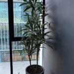 Поддръжка на интериорна растителност в офиси в Бизнес сграда в София 17
